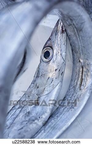 Stock Photo - Fish detail, Catania Fish market, Sicily, Italy. Fotosearch