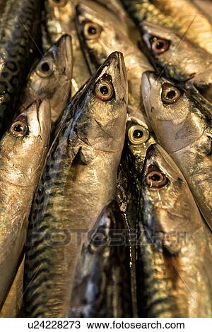 Fish patterns, Catania Fish market, Sicily, Italy View Large Photo Image Stock Image - Fish patterns, Catania Fish market, Sicily, Italy. Fotosearch