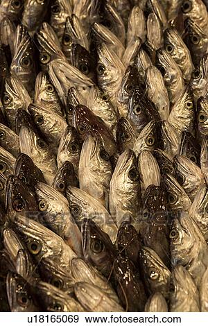 Fish patterns, Catania Fish market, Sicily, Italy View Large Photo Image Stock Photo - Fish patterns, Catania Fish market, Sicily, Italy. Fotosearch