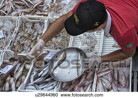 Fish vendor, Catania Fish market, Sicily, Italy View Large Photo Image Stock Image - Fish vendor, Catania Fish market, Sicily, Italy. Fotosearch