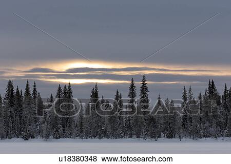 Stock Photo - Frozen snow-covered lake and evergreens at sunset, Karesuando, S. Fotosearch