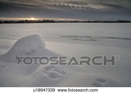 Frozen snow-covered lake and evergreens at sunset, Karesuando, S View Large Photo Image Stock Photo - Frozen snow-covered lake and evergreens at sunset, Karesuando, S. Fotosearch