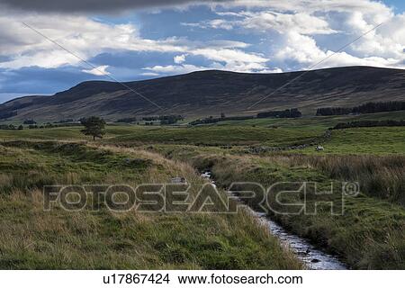 Picture - Glen Clova rural scene with sheep grazing, Angus, Scotland. Fotosearch