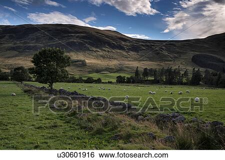 Stock Photograph - Glen Clova rural scene with sheep grazing, Angus, Scotland. Fotosearch
