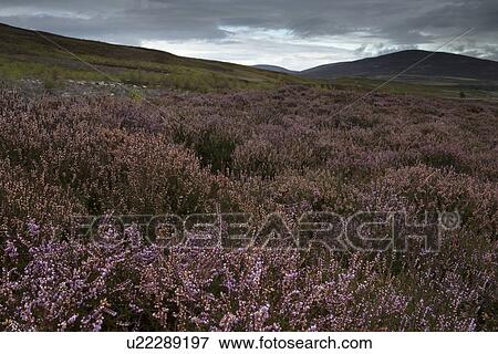 Stock Photo - Glen Esk moorland heather view, Angus, Scotland. Fotosearch