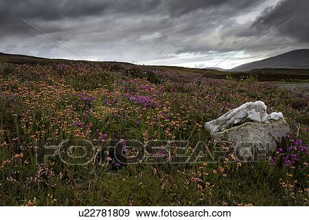 Stock Photo - Glen Esk moorland heather view, Angus, Scotland. Fotosearch