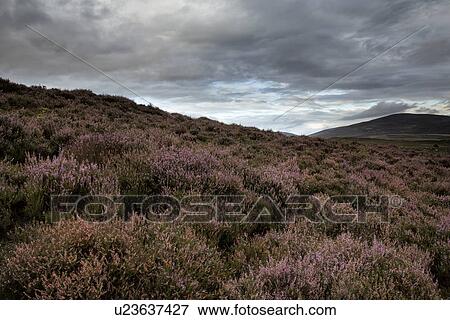Glen Esk moorland heather view, Angus, Scotland View Large Photo Image Stock Photo - Glen Esk moorland heather view, Angus, Scotland. Fotosearch