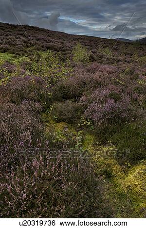 Stock Photograph - Glen Esk moorland heather view, Angus, Scotland. Fotosearch