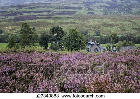 Stock Image - Glen Esk moorland heather view with stone farm house, Angus, Sco. Fotosearch