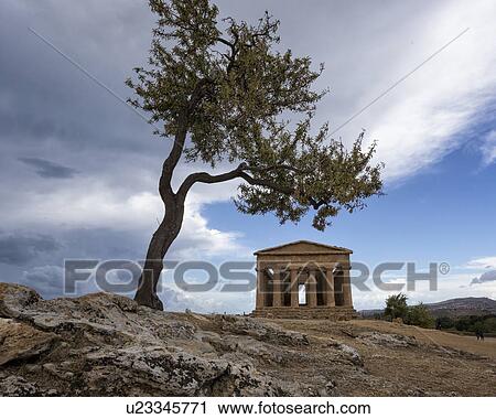 Greek Temple of Concordia with olive tree, Agrigento, Sicily, It View Large Photo Image Stock Image - Greek Temple of Concordia with olive tree, Agrigento, Sicily, It. Fotosearch