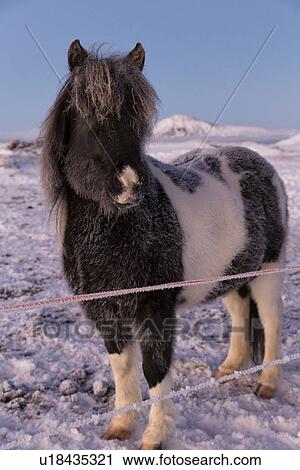 Stock Image - Icelandic horses at daybreak in winter wonderland, Myvatn, Icela. Fotosearch