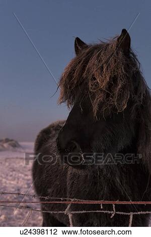 Icelandic horses at daybreak in winter wonderland, Myvatn, Icela View Large Photo Image Stock Image - Icelandic horses at daybreak in winter wonderland, Myvatn, Icela. Fotosearch