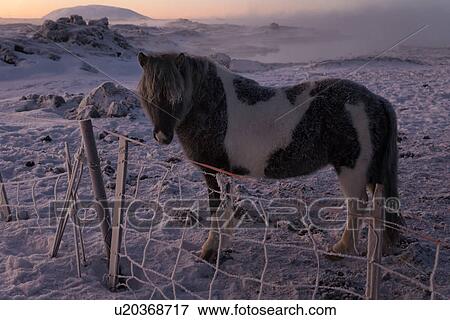 Icelandic horses at daybreak in winter wonderland, Myvatn, Icela View Large Photo Image Stock Photo - Icelandic horses at daybreak in winter wonderland, Myvatn, Icela. Fotosearch