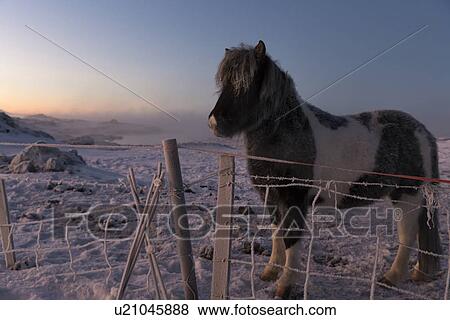 Icelandic horses at daybreak in winter wonderland, Myvatn, Icela View Large Photo Image Stock Photo - Icelandic horses at daybreak in winter wonderland, Myvatn, Icela. Fotosearch