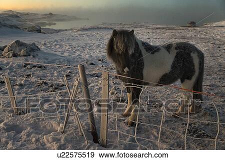 Stock Photo - Icelandic horses at daybreak in winter wonderland, Myvatn, Icela. Fotosearch