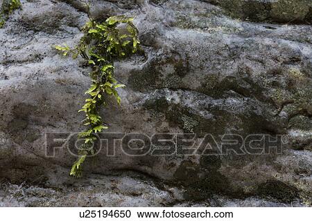 Stock Image - Ivy on rocky wall, Glen Coe, Scotland. Fotosearch