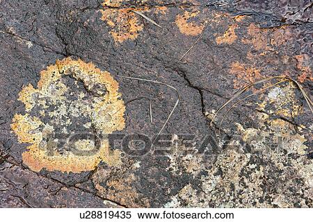 Lichen on rock patterns, Glen Etive, Glen Coe, Scotland View Large Photo Image Stock Photography - Lichen on rock patterns, Glen Etive, Glen Coe, Scotland. Fotosearch