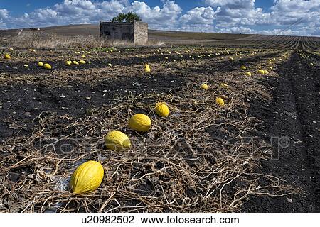 Stock Image - Melon field, Sicily, Italy. Fotosearch