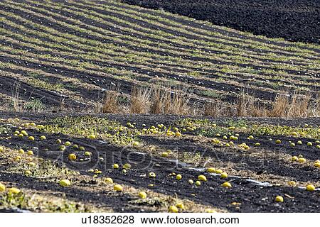 Melon field, Sicily, Italy View Large Photo Image Stock Photo - Melon field, Sicily, Italy. Fotosearch