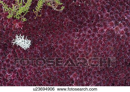 Stock Photograph - Moss and red Sphagnum, Glen Coe, Scotland. Fotosearch