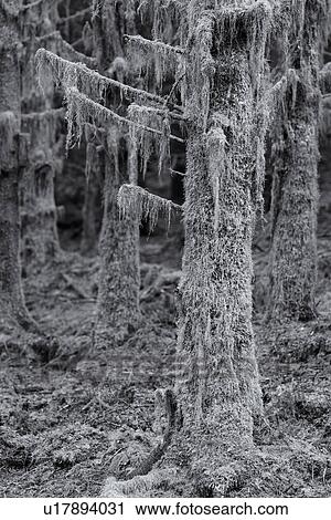 Mossy trees covered with lichen, Glen Coe, Scotland View Large Photo Image Stock Image - Mossy trees covered with lichen, Glen Coe, Scotland. Fotosearch