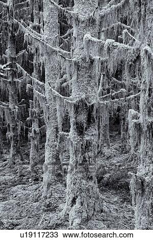 Stock Image - Mossy trees covered with lichen, Glen Coe, Scotland. Fotosearch