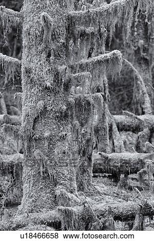 Stock Photo - Mossy trees covered with lichen, Glen Coe, Scotland. Fotosearch