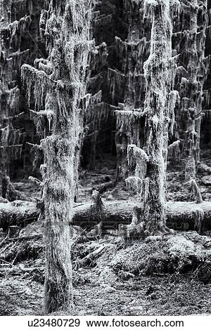 Stock Photo - Mossy trees covered with lichen, Glen Coe, Scotland. Fotosearch