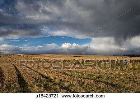 Mown hay fields and storm clouds, Angus, Scotland View Large Photo Image Stock Image - Mown hay fields and storm clouds, Angus, Scotland. Fotosearch