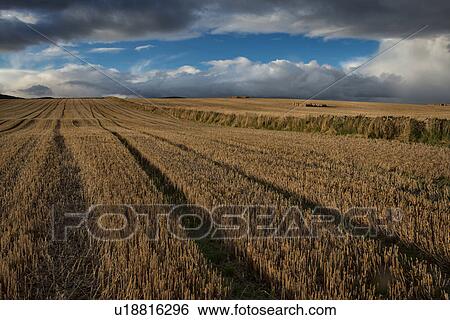Stock Photograph - Mown hay fields and storm clouds, Angus, Scotland. Fotosearch