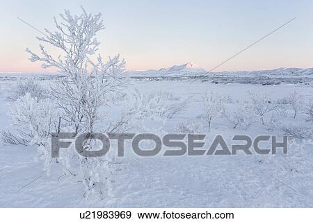 Myvatn - landscape with hoar frost and winter snow, Iceland View Large Photo Image Stock Photo - Myvatn - landscape with hoar frost and winter snow, Iceland. Fotosearch