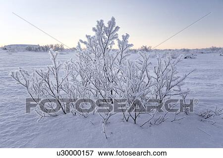 Myvatn - landscape with hoar frost and winter snow, Iceland View Large Photo Image Stock Photo - Myvatn - landscape with hoar frost and winter snow, Iceland. Fotosearch