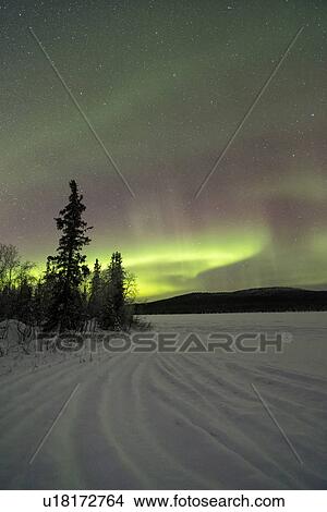 Northern lights over pine forest and frozen lake near Kiruna, Sw View Large Photo Image Picture - Northern lights over pine forest and frozen lake near Kiruna, Sw. Fotosearch