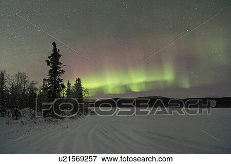 Stock Photo - Northern lights over pine forest and frozen lake near Kiruna, Sw. Fotosearch