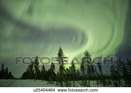 Picture - Northern lights over pine forest near Kiruna, Sweden. Fotosearch
