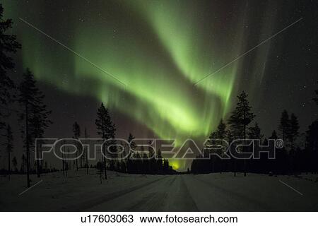 Northern lights over pine forest near Kiruna, Sweden View Large Photo Image Stock Image - Northern lights over pine forest near Kiruna, Sweden. Fotosearch