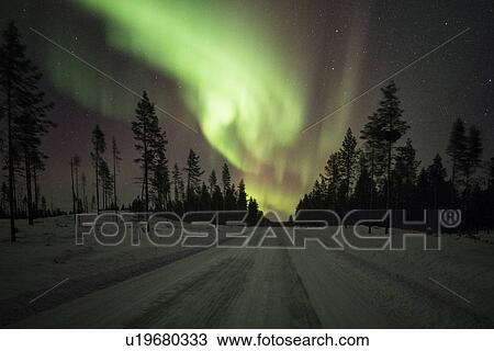 Northern lights over pine forest near Kiruna, Sweden View Large Photo Image Stock Image - Northern lights over pine forest near Kiruna, Sweden. Fotosearch