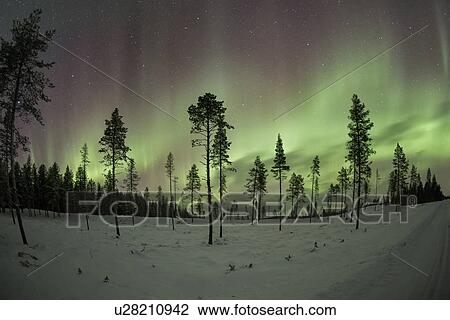 Stock Image - Northern lights over pine forest near Kiruna, Sweden. Fotosearch