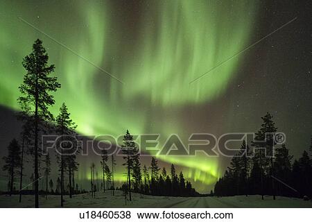 Stock Photo - Northern lights over pine forest near Kiruna, Sweden. Fotosearch