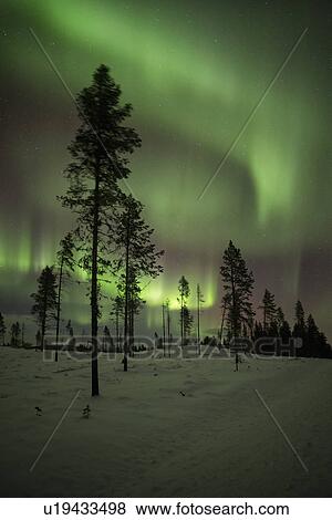 Stock Photo - Northern lights over pine forest near Kiruna, Sweden. Fotosearch