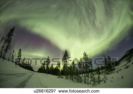 Stock Photo - Northern lights over pine forest near Kiruna, Sweden. Fotosearch