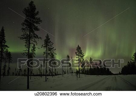 Stock Photograph - Northern lights over pine forest near Kiruna, Sweden. Fotosearch
