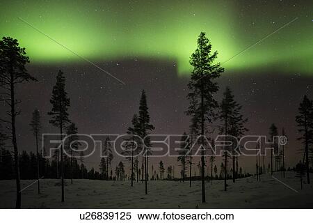 Stock Photography - Northern lights over pine forest near Kiruna, Sweden. Fotosearch