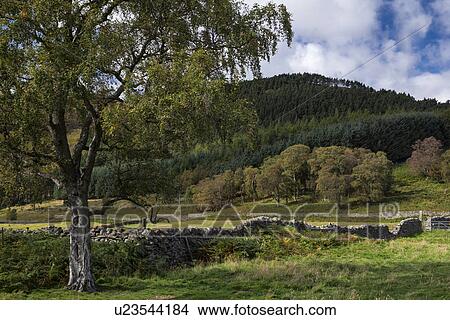 Picture - Scottish countryside near Loch Lee, Angus, Scotland. Fotosearch