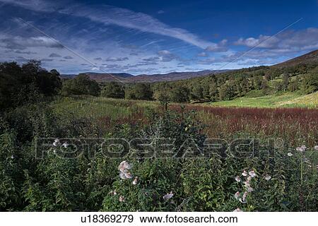 Stock Photo - Scottish countryside near Loch Lee, Angus, Scotland. Fotosearch