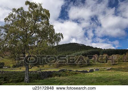 Stock Photo - Scottish countryside near Loch Lee, Angus, Scotland. Fotosearch