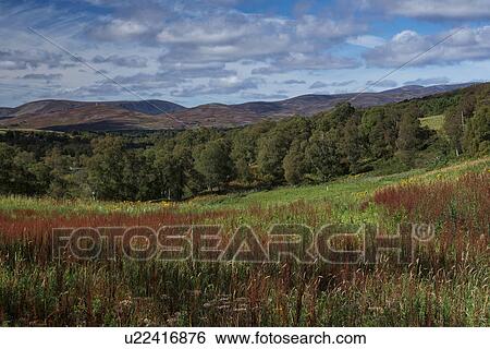 Scottish countryside near Loch Lee, Angus, Scotland View Large Photo Image Stock Photograph - Scottish countryside near Loch Lee, Angus, Scotland. Fotosearch