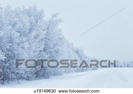 Stock Image - Snow and hoar frost-covered trees, Karesuando, Sweden. Fotosearch