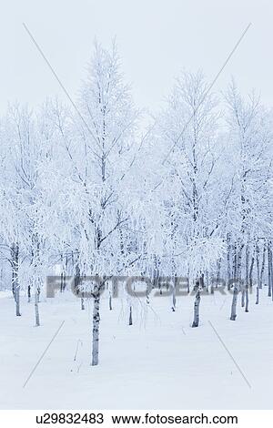 Stock Image - Snow and hoar frost-covered trees, Karesuando, Sweden. Fotosearch