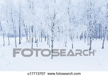 Stock Photo - Snow and hoar frost-covered trees, Karesuando, Sweden. Fotosearch
